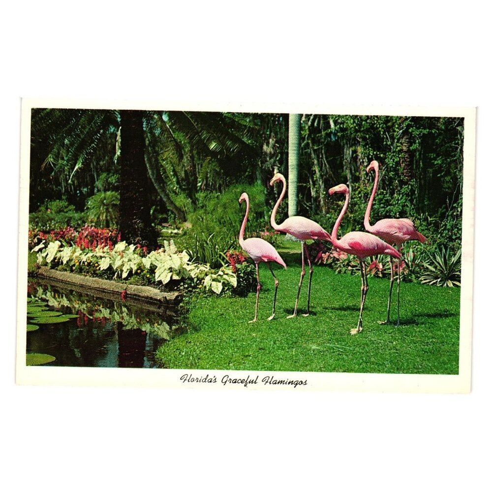 Vintage Florida Flamingo Postcard McKee Jungle Gardens Floral Bird Preserve
